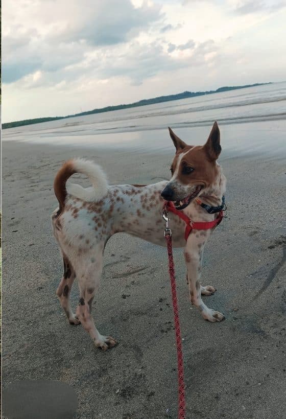 Denise Ng — Beach walks with a friend