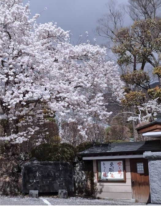 Hong Li — Cherry blossoms in full bloom