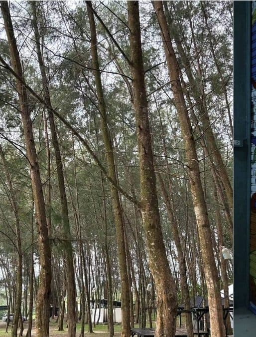 Zhi Tan — Walks beneath the casuarinas