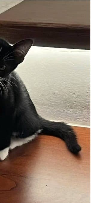 Zhi Tan — A curious little houseguest