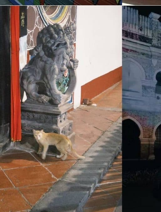 Zhi Tan — A temple cat and stone lion